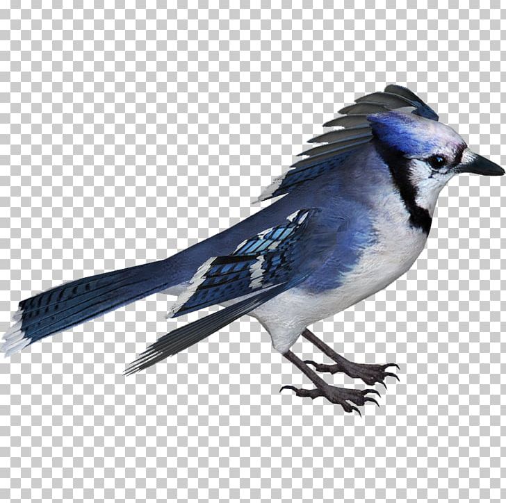 Bird Blue Jay Crows American Sparrows PNG, Clipart, American Sparrows, Animal, Animals, Beak, Bird Free PNG Download
