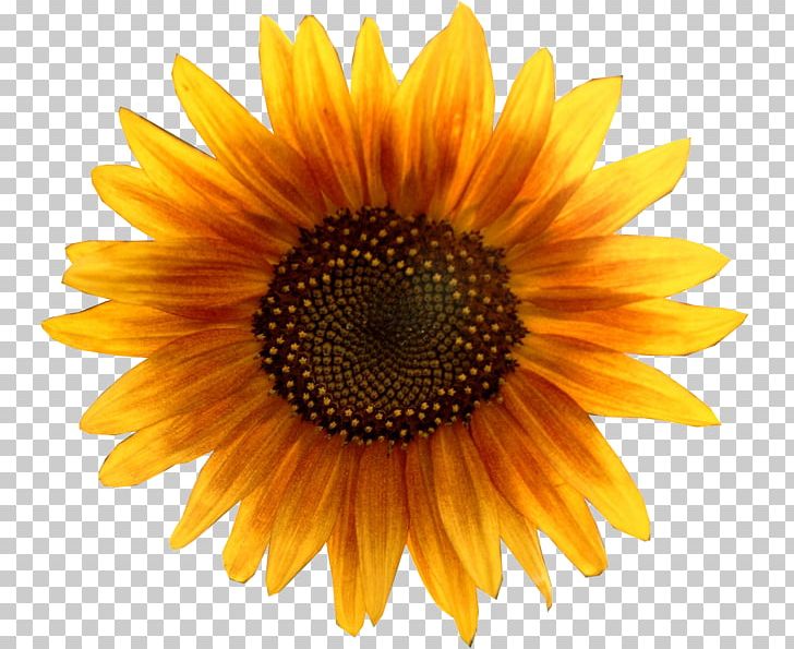 Common Sunflower PNG, Clipart, Annual Plant, Closeup, Common Sunflower, Computer Icons, Daisy Family Free PNG Download