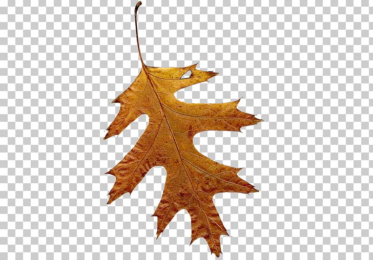 Hojas Secas Leaf Computer Software PNG, Clipart, Adobe Systems, Computer Software, Diablo, Extension, Haze Free PNG Download