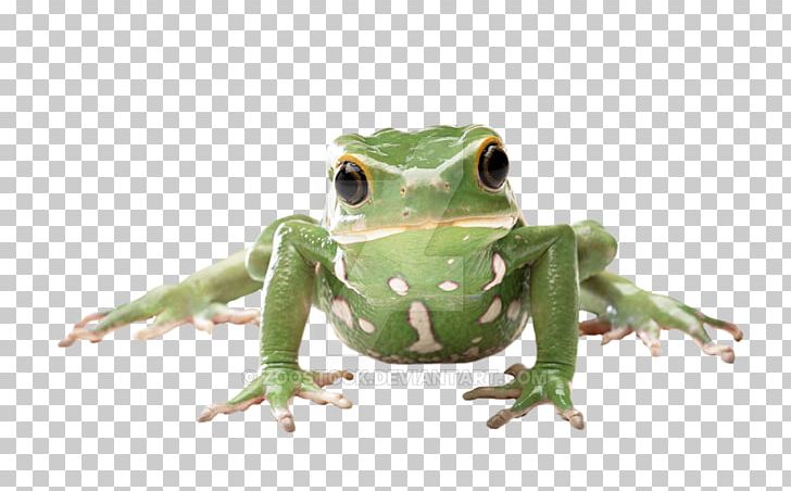 True Frog Amphibian Tree Frog Glass Frog PNG, Clipart, American Bullfrog, Amphibian, Animal, Animals, Desktop Wallpaper Free PNG Download