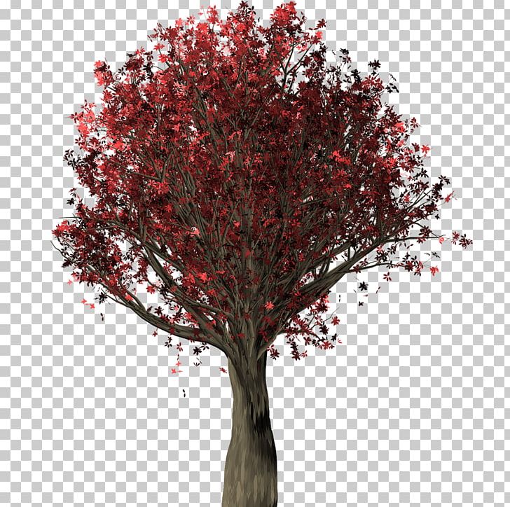 Branch Tree Northern Red Oak Trunk Shrub PNG, Clipart, Aluminium, Branch, Desktop Wallpaper, Flowering Plant, Leaf Free PNG Download