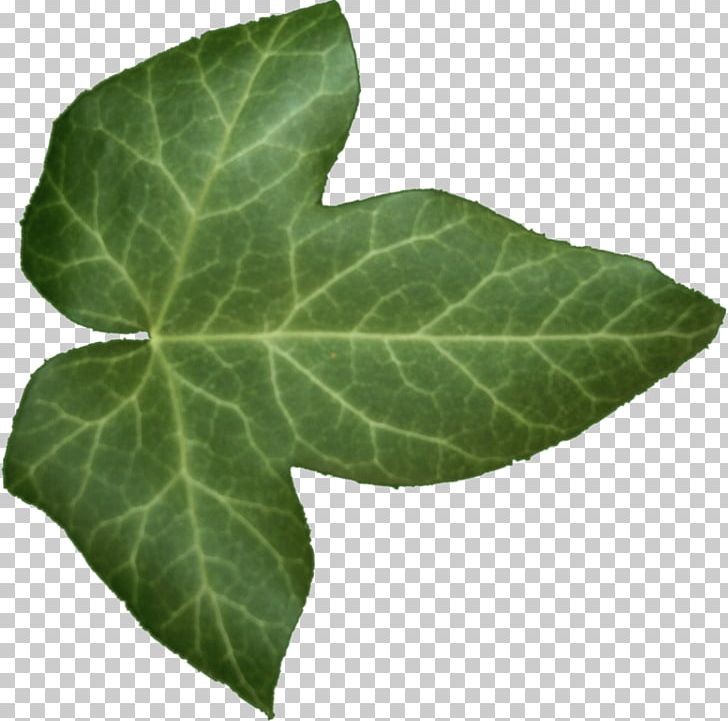Common Ivy Leaf Alpha Compositing PNG, Clipart, 3d Computer Graphics, Alpha Compositing, Blender, Common Ivy, Gold Textured Alphanumeric Free PNG Download