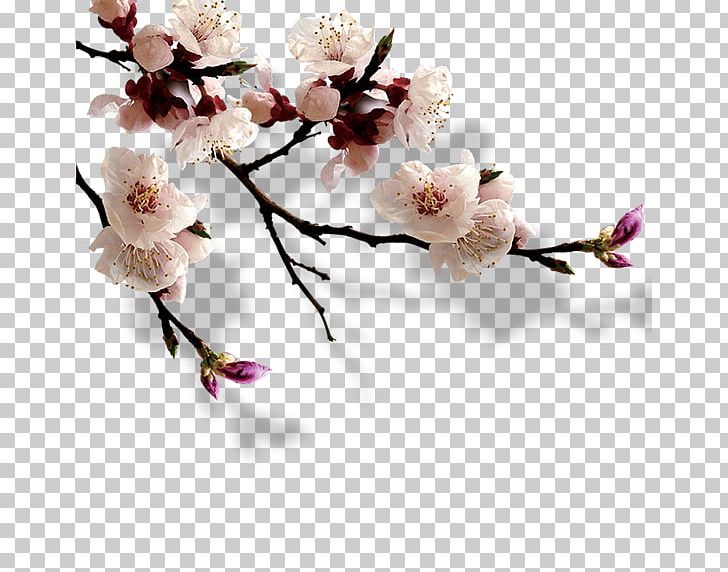 Exhibition Place China High Park Cherry Blossom Hanami PNG, Clipart, Artificial Flower, Blossom, Branch, Cherry, Flower Free PNG Download