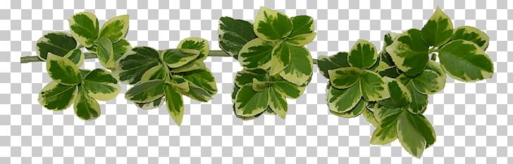 Leaf PNG, Clipart, Blad, Directory, Green Party, Herb, Http Cookie Free PNG Download