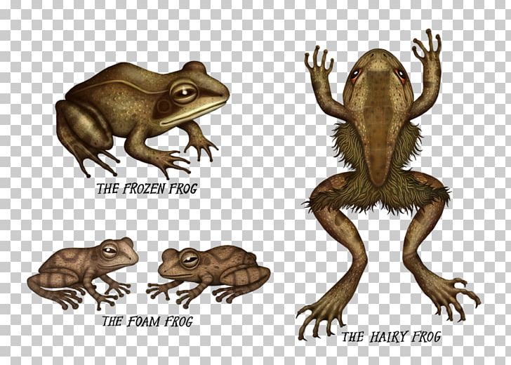 Toad Tree Frog Amphibian American Bullfrog PNG, Clipart, American Bullfrog, Amphibian, Animal, Animals, Crazy Frog Free PNG Download