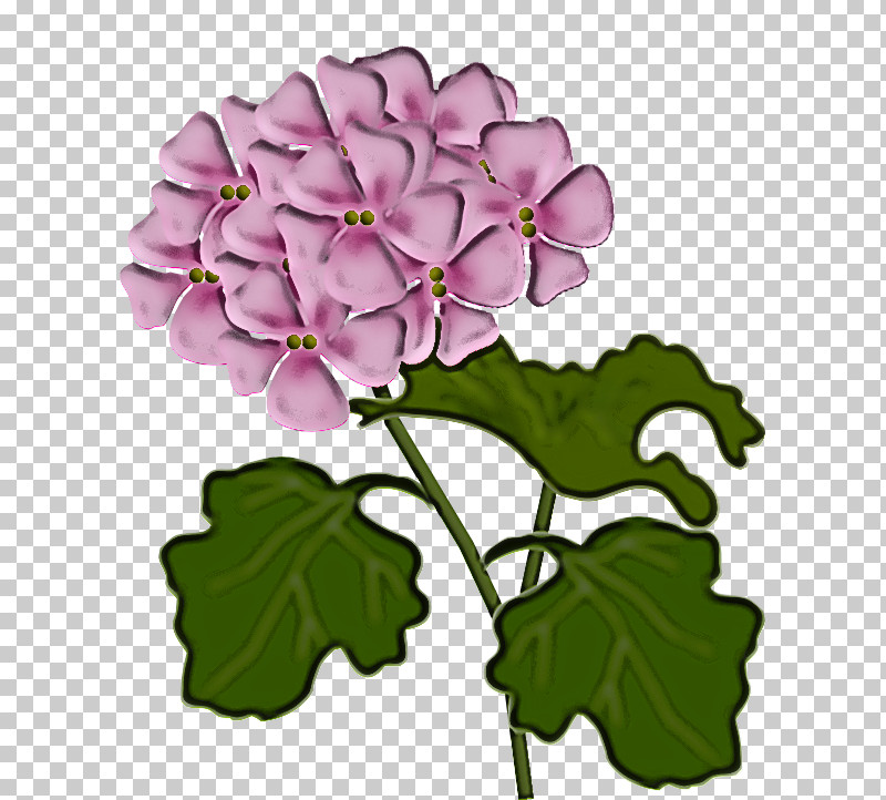 Flower Petal Plant Violet Purple PNG, Clipart, Flower, Leaf, Petal, Plant, Purple Free PNG Download