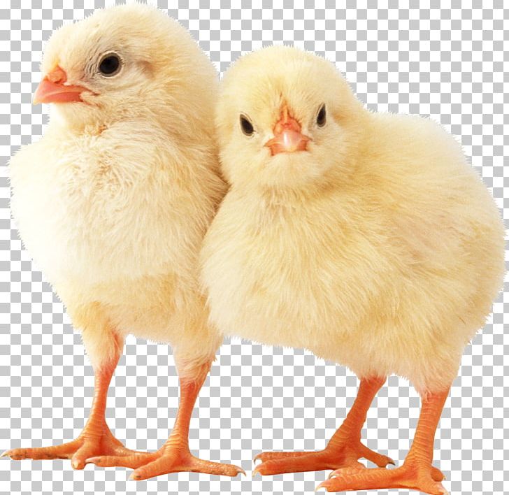 Chicken Puppy Cuteness Infant Desktop PNG, Clipart, 4k Resolution, Animal, Animals, Beak, Bird Free PNG Download