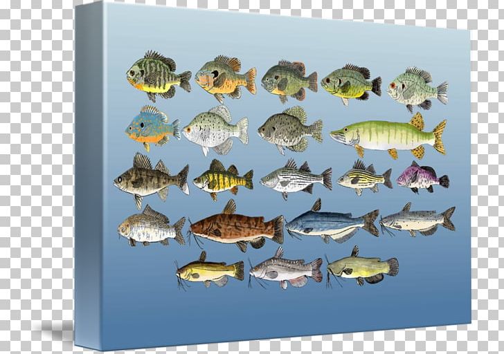 Freshwater Fish Fresh Water Kind Marine Biology PNG, Clipart, Art, Biology, Canvas, Fauna, Fish Free PNG Download