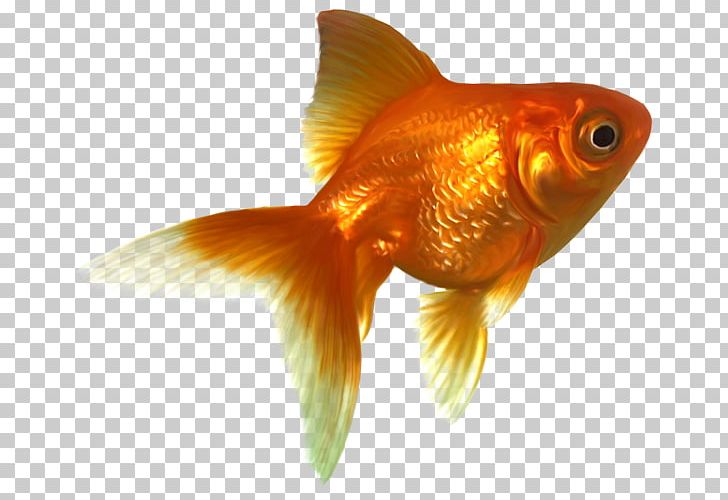 Bony Fishes Wakin PNG, Clipart, Animals, Anna, Bony Fish, Bony Fishes, Feeder Fish Free PNG Download
