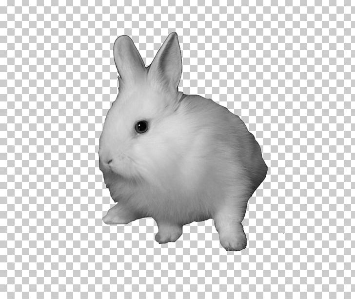 Domestic Rabbit Snowshoe Hare PNG, Clipart, Absolute, Animals, Black And White, Brainwash, Cult Free PNG Download