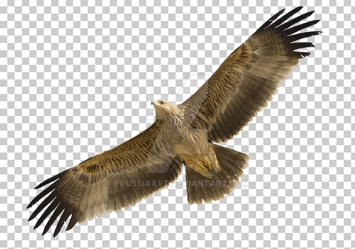 Eastern Imperial Eagle Golden Eagle Bird Egyptian Vulture Spanish Imperial Eagle PNG, Clipart, Accipitridae, Accipitriformes, Animals, Aquila, Beak Free PNG Download