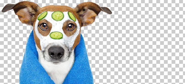 French Bulldog Dog Grooming Spa Pet PNG, Clipart, Bathing, Bulldog, Companion Dog, Day Spa, Dog Free PNG Download