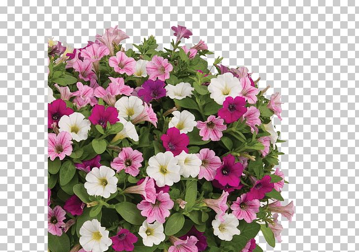 Petunia Calibrachoa Cotton Candy Garden Floriculture PNG, Clipart, Annual Plant, Calibrachoa, Cotton Candy, Embryophyta, Floriculture Free PNG Download