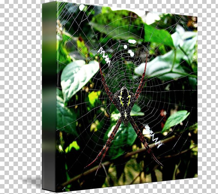 Spider Web PNG, Clipart, Arachnid, Arthropod, Bikash Bhattacharjee, Fauna, Insects Free PNG Download