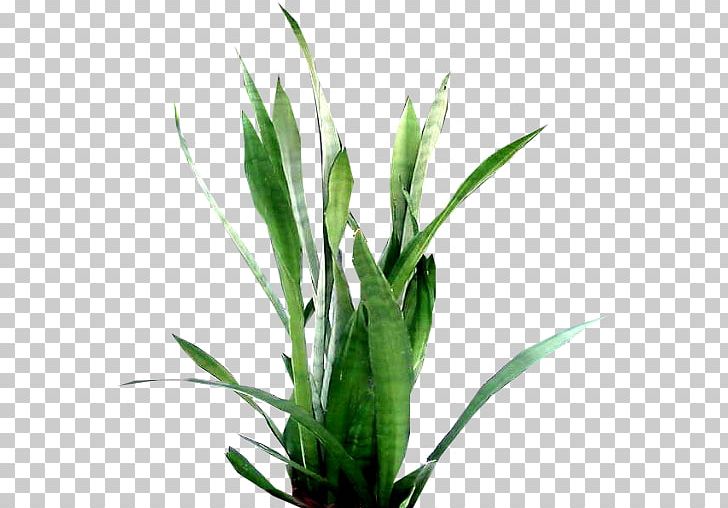 Viper's Bowstring Hemp Parent-in-law Mother Tongue Plant PNG, Clipart, Aquarium Decor, Deviantart, Family, Flowerpot, Forked Tongue Free PNG Download