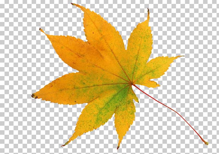 Autumn Leaf Color Yellow PNG, Clipart, Autumn, Autumn Leaf Color, Flower, Green, Leaf Free PNG Download