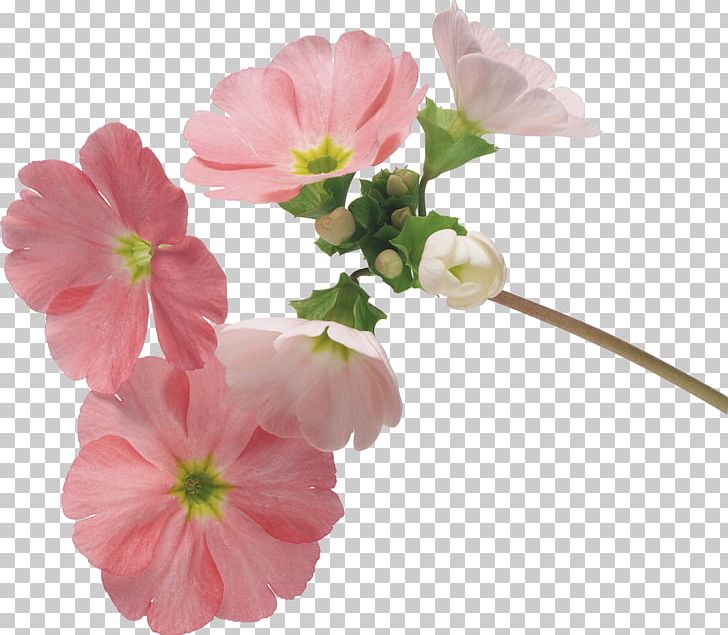 Flower Floral Design Desktop Instiz PNG, Clipart, Annual Plant, Art, Blog, Blossom, Cherry Blossom Free PNG Download