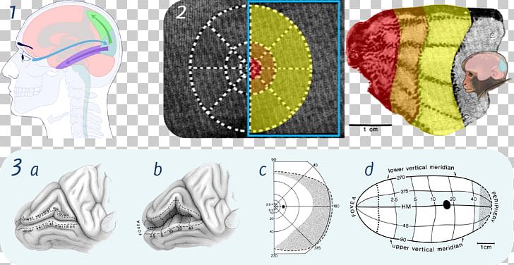 Visual Cortex Visual Perception Cerebral Cortex Retinotopy Brain PNG, Clipart, Brain, Cerebral Cortex, Cortex, Green, Line Free PNG Download
