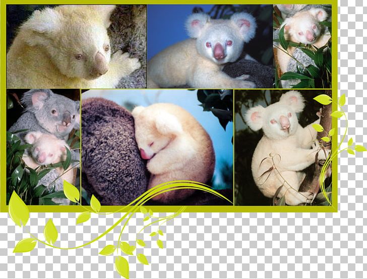 Koala Domestic Rabbit San Diego Zoo Bear Albinism PNG, Clipart, Albinism, Animals, Bear, Domestic Rabbit, El Koala Free PNG Download