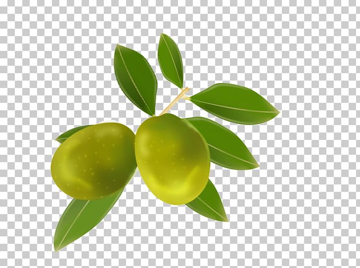 Olive Oil Lime Fruit PNG, Clipart, Apple Fruit, Auglis, Avocado, Citrus, Computer Wallpaper Free PNG Download