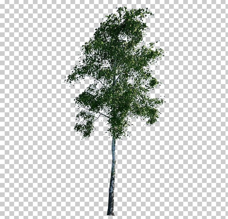 Autodesk 3ds Max Tree 3D Computer Graphics 3D Modeling TurboSquid PNG, Clipart, 3d Computer Graphics, 3d Modeling, 3d Rendering, 3ds, Architecture Free PNG Download
