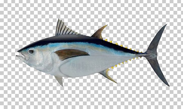 Bigeye Tuna Southern Bluefin Tuna Albacore Atlantic Bluefin Tuna Yellowfin Tuna PNG, Clipart, Albacore, Animalia, Atlantic Bluefin Tuna, Bigeye Tuna, Bony Fish Free PNG Download