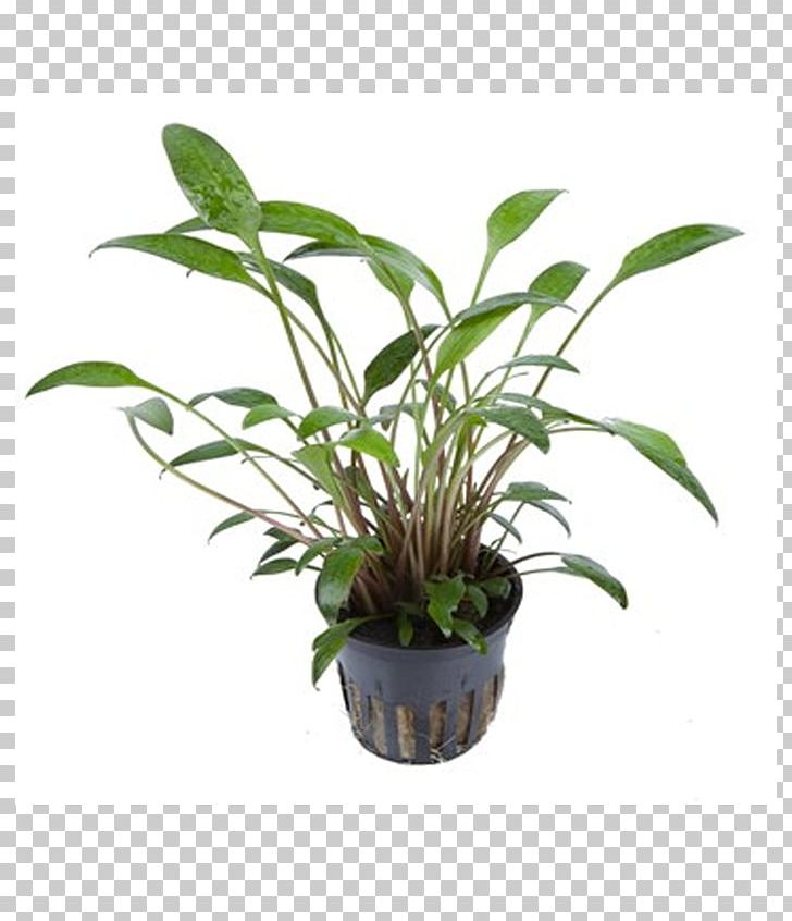 Cryptocoryne × Willisii Cryptocoryne Wendtii Aquarium Cryptocoryne Crispatula Aquatic Plants PNG, Clipart, Aquariums, Aquascaping, Cryptocoryne, Cryptocoryne Albida, Cryptocoryne Beckettii Free PNG Download