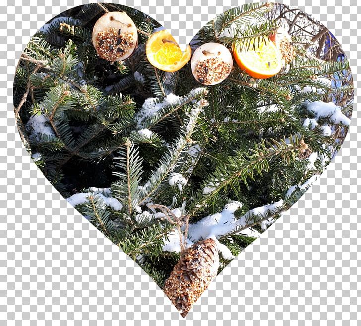Fir Tree Christmas Ornament Plant Pine PNG, Clipart, Christmas, Christmas Ornament, Family, Fir, Nature Free PNG Download