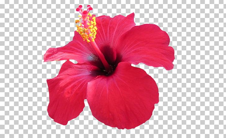 Hibiscus Tea Edible Flower PNG, Clipart, China Rose, Chinese Hibiscus, Cicek, Cicek Resimler, Extract Free PNG Download