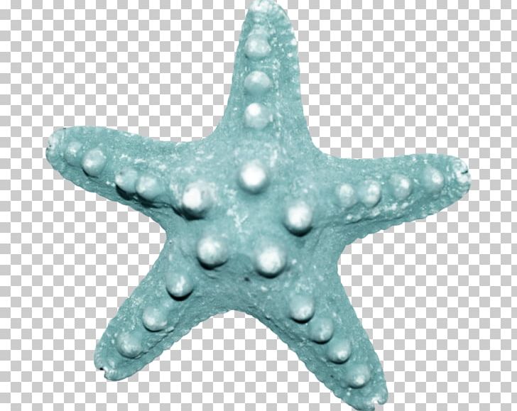 Starfish Sea Echinoderm PNG, Clipart, Animal, Animals, Aqua, Echinoderm, Invertebrate Free PNG Download