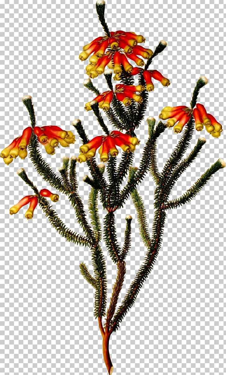 Valtice Court Painter Austria Artist PNG, Clipart, Art, Botanical Illustrator, Botanist, Botany, Creative Arts Free PNG Download