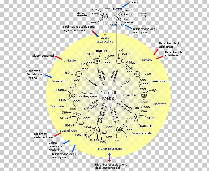 Citric Acid Cycle Metabolism Cellular Respiration Enzyme PNG, Clipart, 2hydroxypropane123tricarboxylate, Acetylcoa, Aerobic Organism, Area, Biochemistry Free PNG Download