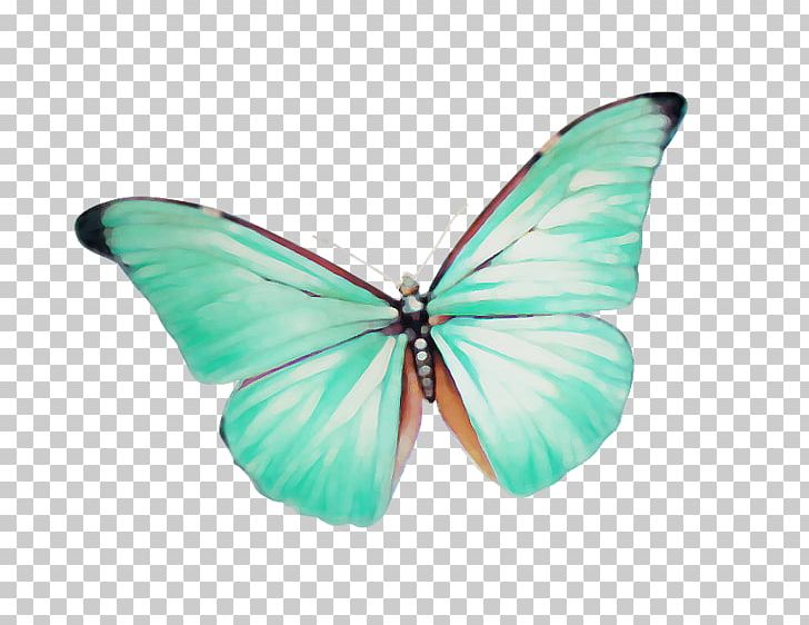 Monarch Butterfly Insect PNG, Clipart, Assassin Bug, Blue Butterfly, Brush Footed Butterfly, Bug, Butterflies Free PNG Download