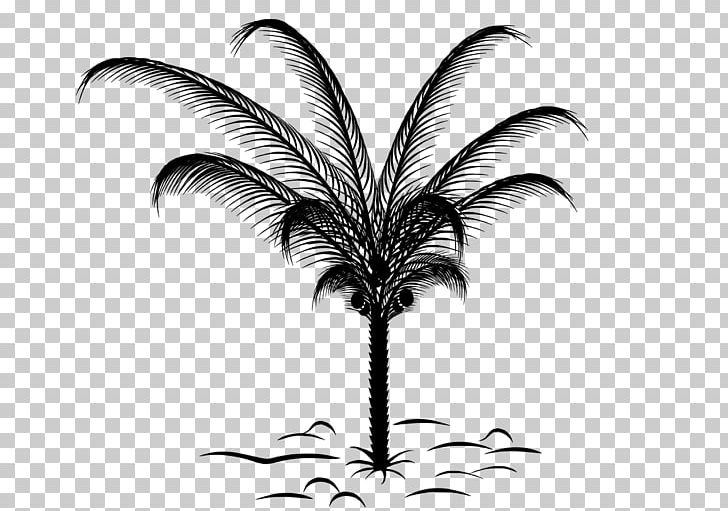 Paper Arecaceae Palm Branch Sketch PNG, Clipart, Arecaceae, Art, Black And White, Branch, Fanleaved Palms Free PNG Download