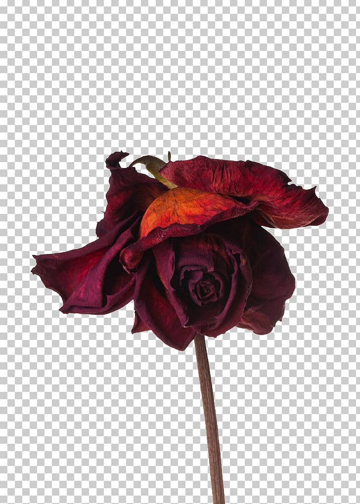 Rose Flower Preservation PNG, Clipart, Artificial Flower, Computer Graphics, Cut Flowers, Dry, Encapsulated Postscript Free PNG Download