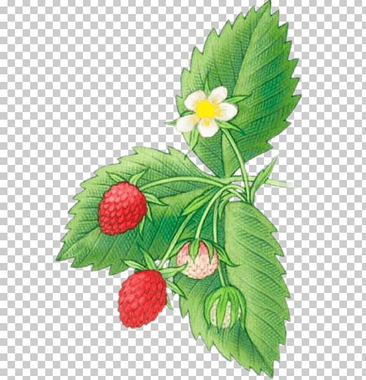 Virginia Strawberry Shortcake Drawing Fruit PNG, Clipart, Auglis, Berry, Botanical Illustration, Drawing, Flower Free PNG Download