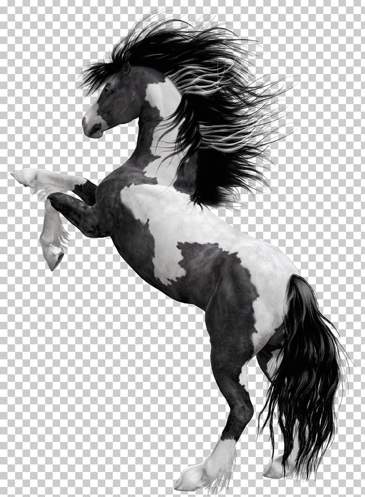 American Paint Horse Mustang Stallion Foal Black PNG, Clipart, American, Animal, Animals, Bay, Black Free PNG Download