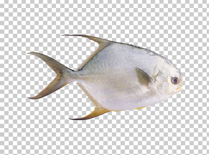 Pampus Argenteus Fish Stromateidae Seafood PNG, Clipart, Animals, Aquaculture, Bony Fish, Carangidae, Fauna Free PNG Download