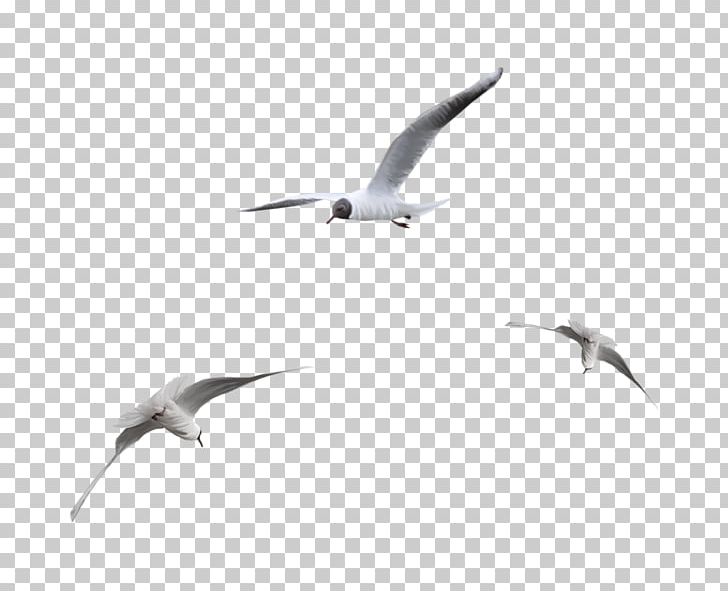 Seabird Ivory Gulls PNG, Clipart, Adobe Flash, Adobe Flash Player, Animals, Beak, Bird Free PNG Download