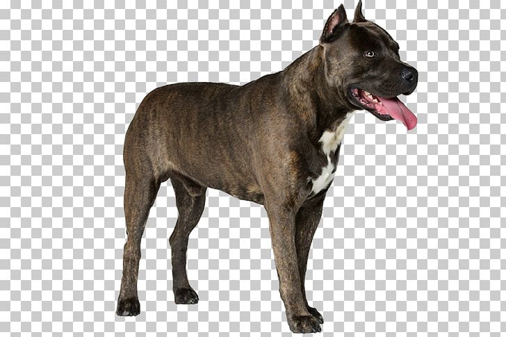 Staffordshire Bull Terrier American Staffordshire Terrier Scottish Deerhound American Staghound PNG, Clipart, American Staffordshire Terrier, American Staghound, Animal, Breed, Bull Terrier Free PNG Download