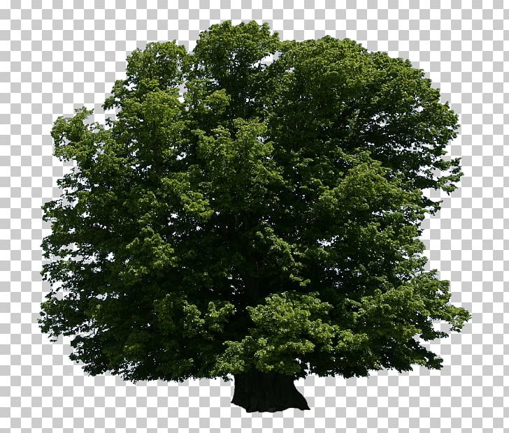 Tree Oak Shrub Arboriculture Lindens PNG, Clipart, Agac, Arboriculture, Art, Biome, Branch Free PNG Download