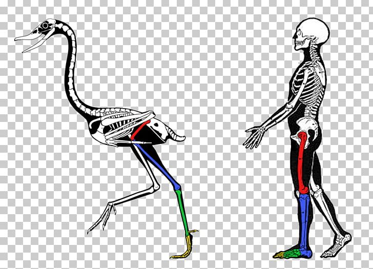 Comparative Anatomy Vertebrate Biology Evidence Of Common Descent PNG, Clipart, Anatomy, Arm, Art, Beak, Biology Free PNG Download