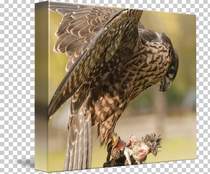 Hawk Owl Buzzard Eagle Beak PNG, Clipart, Accipitriformes, Animals, Beak, Bird, Bird Of Prey Free PNG Download