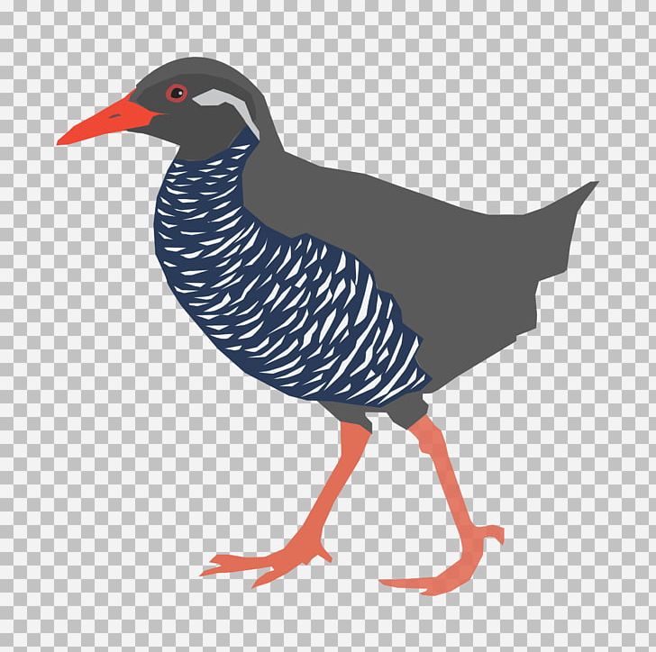 Okinawa Island Bird Yanbaru Okinawa Rail PNG, Clipart, Animals, Beak, Bird, Birds, Clip Art Free PNG Download