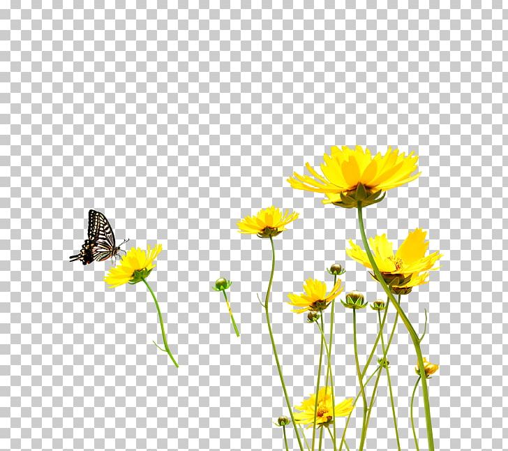 Flower Yellow Gratis PNG, Clipart, Butterfly, Calendula, Daisy Family, Flower, Flowers Free PNG Download