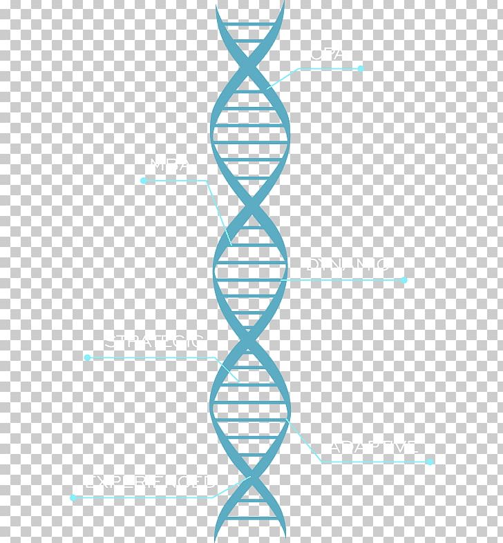 Molecular Models Of DNA Chromosome Nucleic Acid Double Helix Graphics PNG, Clipart, Angle, Area, Cell, Chromosome, Diagram Free PNG Download