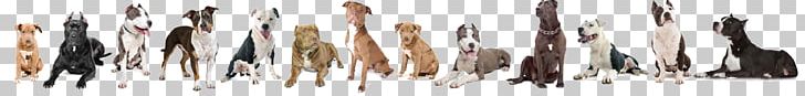American Bully American Pit Bull Terrier American Staffordshire Terrier Staffordshire Bull Terrier PNG, Clipart, American Bulldog, American Bully, American Pit Bull Terrier, American Staffordshire Terrier, Animal Free PNG Download