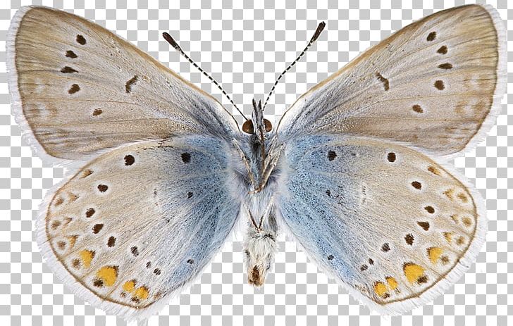 Colias Lycaenidae Nymphalidae Bombycidae Pieridae PNG, Clipart, Arthropod, Bombycidae, Brush Footed Butterfly, Butterfly, Colias Free PNG Download