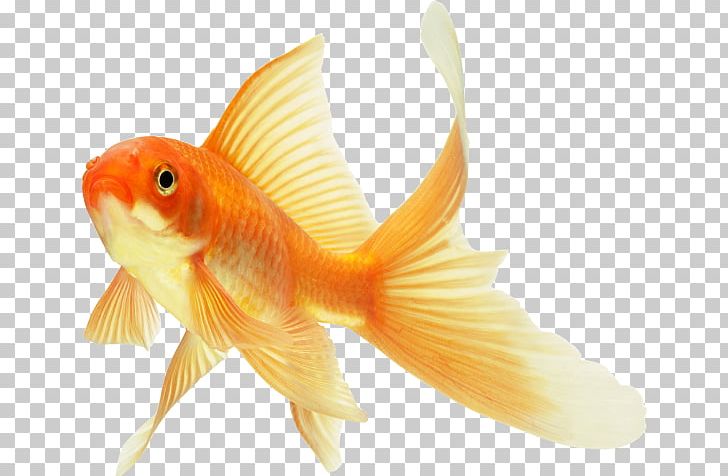Comet Koi Common Goldfish Ryukin Keeping Goldfish PNG, Clipart, Animals, Aquarium, Bony Fish, Comet, Common Goldfish Free PNG Download