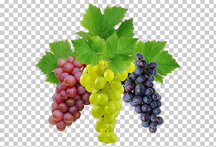Common Grape Vine Sultana Seedless Fruit PNG, Clipart, Berry, Desktop Wallpaper, Food, Fruit, Fruit Nut Free PNG Download